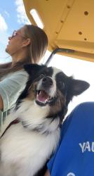 Lost Male Dog last seen E stagecoach trail and sugar hill rd, Cleveland County, NC 28090