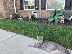 Lost Female Cat last seen Cedar street and cedar park drive. Across from McDonalds, Holt, MI 48842
