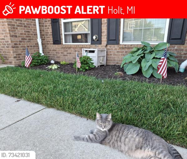 Lost Female Cat last seen Cedar street and cedar park drive. Across from McDonalds, Holt, MI 48842