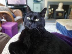 Lost Male Cat last seen Rahlves Dr. and Center St., Castro Valley, CA 94546