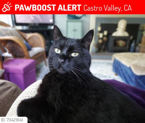 Lost Male Cat last seen Rahlves Dr. and Center St., Castro Valley, CA 94546