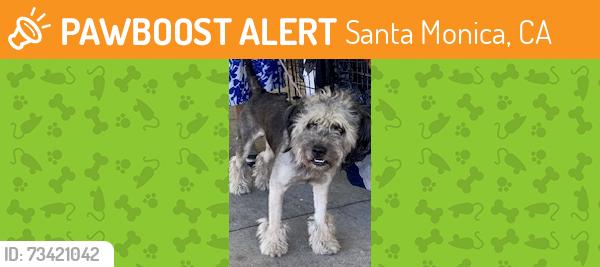 Found/Stray Male Dog last seen Westwood between Santa Monica and Olympic, Santa Monica, CA 90401