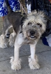 Found/Stray Male Dog last seen Westwood between Santa Monica and Olympic, Santa Monica, CA 90401