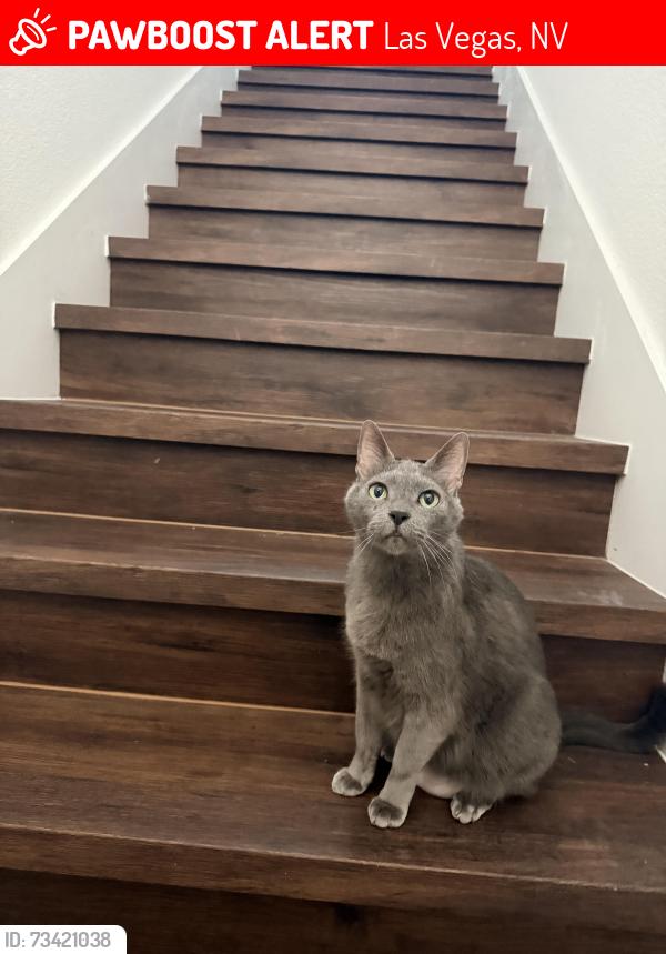 Lost Male Cat last seen Mountains Edge, Las Vegas, NV 89178