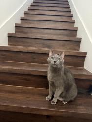 Lost Male Cat last seen Mountains Edge, Las Vegas, NV 89178