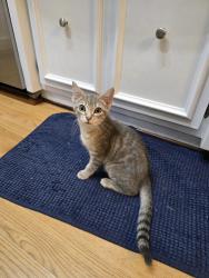 Found/Stray Male Cat last seen Valle Vista Neighborhood, Greenwood, IN 46142