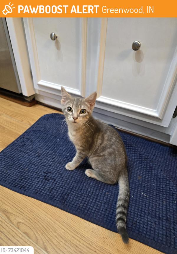 Found/Stray Male Cat last seen Valle Vista Neighborhood, Greenwood, IN 46142
