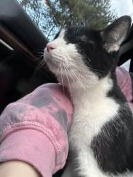 Reunited Male Cat last seen Wesley mill, big ditch, Wesley ridge, Adairsville, GA 30103