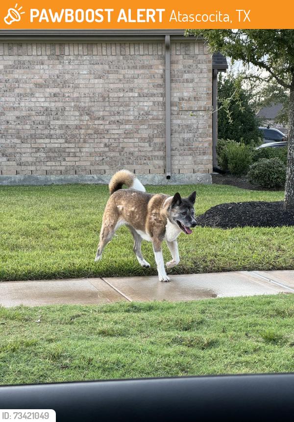 Found/Stray Female Dog last seen Sabine point drive and Victoria reach drive, Atascocita, TX 77346