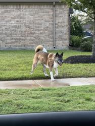 Found/Stray Female Dog last seen Sabine point drive and Victoria reach drive, Atascocita, TX 77346