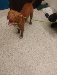 Shelter Stray Female Dog last seen Near adkins rd, Atlanta, GA, 1251 Fulton Industrial Blvd NW, Atlanta, GA 30336, USA