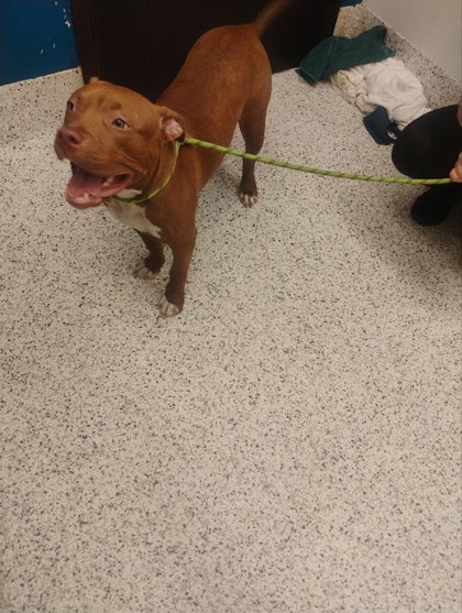 Shelter Stray Female Dog last seen Near adkins rd, Atlanta, GA, 1251 Fulton Industrial Blvd NW, Atlanta, GA 30336, USA