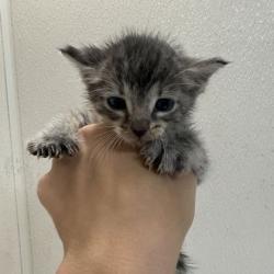 Shelter Stray Male Cat last seen Deer Crossing Ct/ Deer Crossing Dr, Brazos County, TX, 5359 Leonard Rd, Bryan, TX 77807, USA
