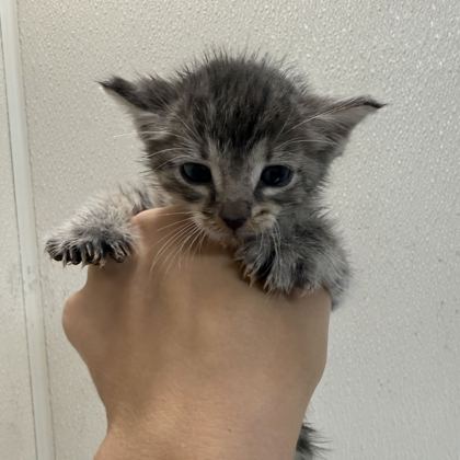 Shelter Stray Male Cat last seen Deer Crossing Ct/ Deer Crossing Dr, Brazos County, TX, 5359 Leonard Rd, Bryan, TX 77807, USA