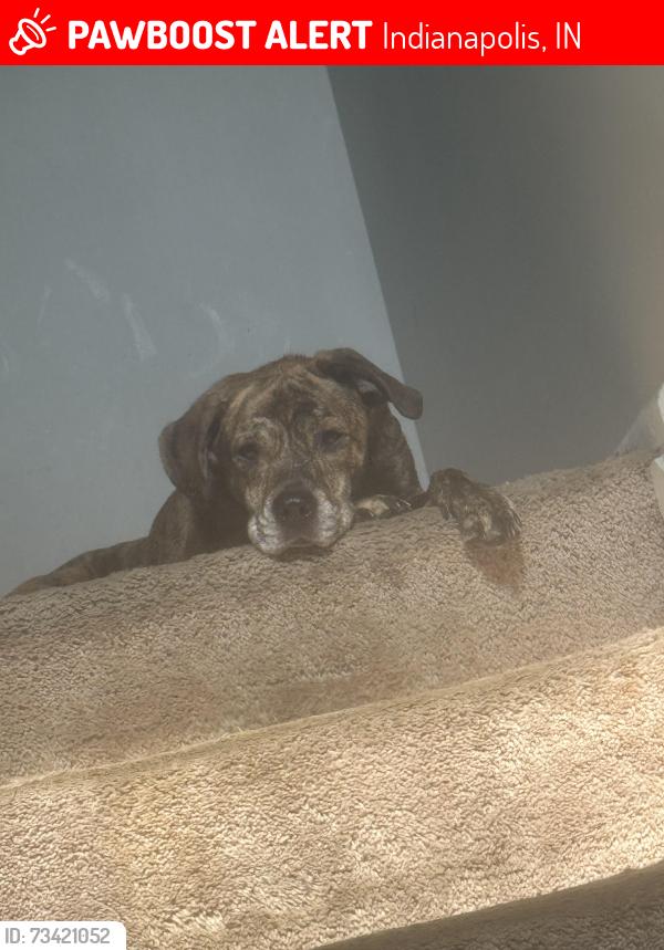 Lost Male Dog last seen The Abby apmts, Indianapolis, IN 46254