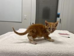 Shelter Stray Male Cat last seen Near Elmwood Ave, 64132, MO, 7077 Elmwood Ave, Kansas City, MO 64132, USA