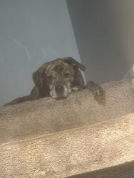 Lost Male Dog last seen The Abby apmts, Indianapolis, IN 46254