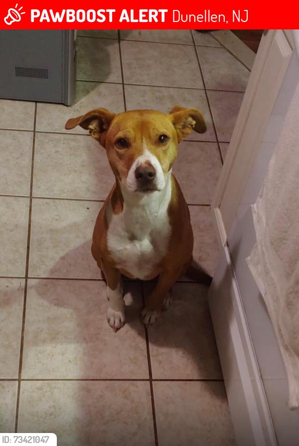 Lost Female Dog last seen Near Dunellen Avenue, Dunellen, NJ 08812
