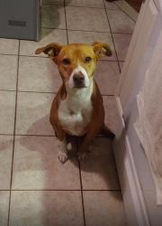 Lost Female Dog last seen Near Dunellen Avenue, Dunellen, NJ 08812