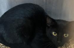 Shelter Stray Female Cat last seen Near Flakes Mill Manor Ln, 30294, GA, 3280 Chamblee Dunwoody Rd, Chamblee, GA 30341, USA