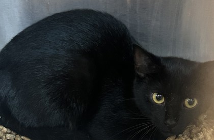 Shelter Stray Female Cat last seen Near Flakes Mill Manor Ln, 30294, GA, 3280 Chamblee Dunwoody Rd, Chamblee, GA 30341, USA