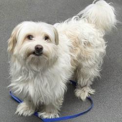Shelter Stray Male Dog last seen Gosford and Kroll, City, CA, 3000 Gibson St, Bakersfield, CA 93308, USA