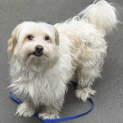 Shelter Stray Male Dog last seen Gosford and Kroll, City, CA, 3000 Gibson St, Bakersfield, CA 93308, USA