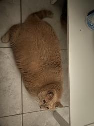 Lost Male Cat last seen Durden Parkway, Cape Coral, FL 33909