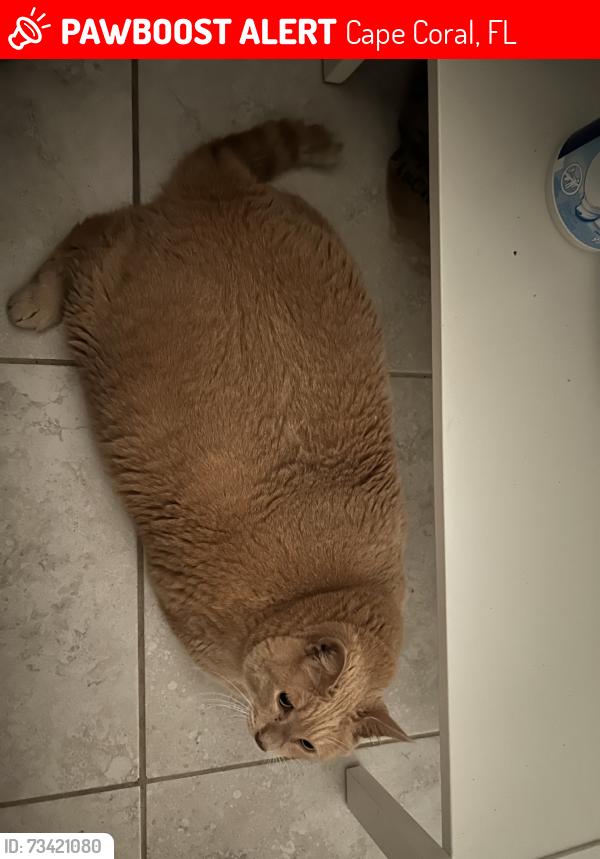 Lost Male Cat last seen Durden Parkway, Cape Coral, FL 33909