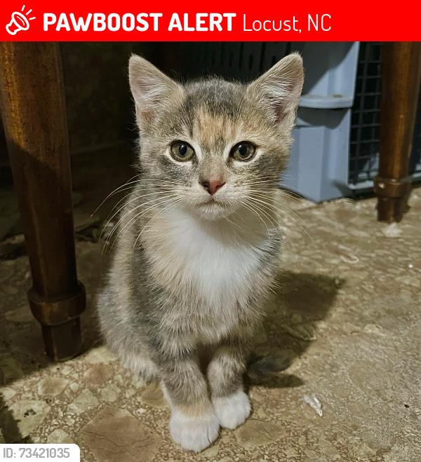 Lost Female Cat last seen Thornton street, Meadow Creek Village, Locust, NC, Locust, NC 28107