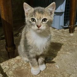 Lost Female Cat last seen Thornton street, Meadow Creek Village, Locust, NC, Locust, NC 28107