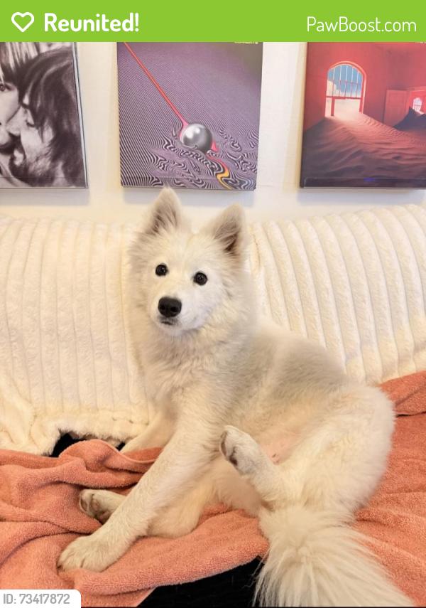 Reunited Female Dog last seen Near Civic Center (94109), San Francisco, CA 94102