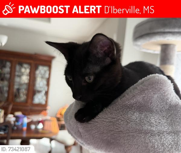 Lost Female Cat last seen Fairbury way and Woodmanse, D'Iberville, MS 39540