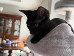 Lost Female Cat last seen Fairbury way and Woodmanse, D'Iberville, MS 39540