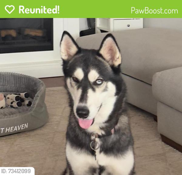 Reunited Female Dog last seen Near bell bottom road, New Straitsville, OH 43766