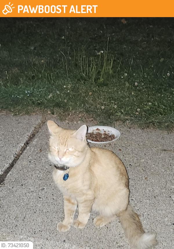 Found/Stray Male Cat last seen Mohawk Road and Gerald Ave, North Saint Paul, MN 55109
