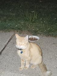 Found/Stray Male Cat last seen Mohawk Road and Gerald Ave, North Saint Paul, MN 55109