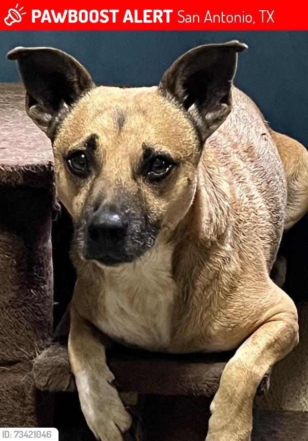 Lost Male Dog last seen 19th and ceralvo, San Antonio, TX 78207