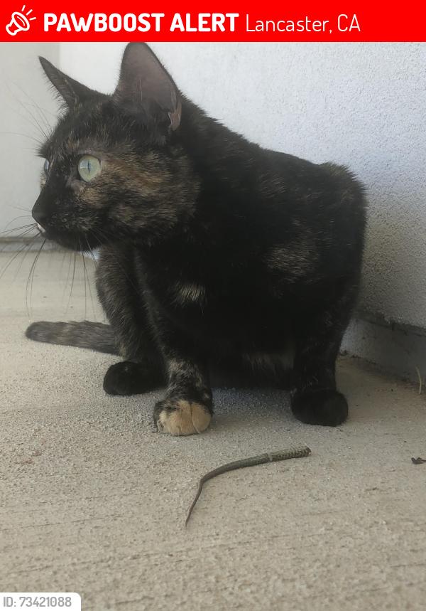 Lost Female Cat last seen Antalope acres ca, Lancaster, CA 93536