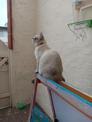 Reunited Female Cat last seen Loma Riviera Ln, San Diego, CA 92110, USA, San Diego, CA 92110