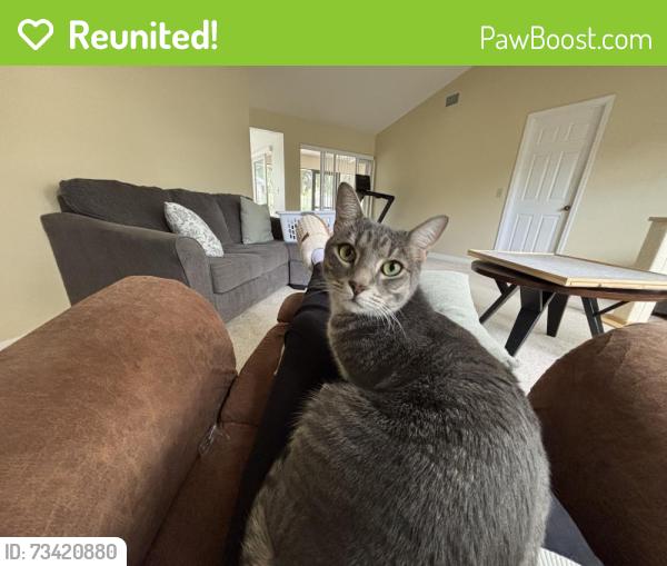 Reunited Male Cat last seen Honeybrook Plantation, Melbourne, FL 32935