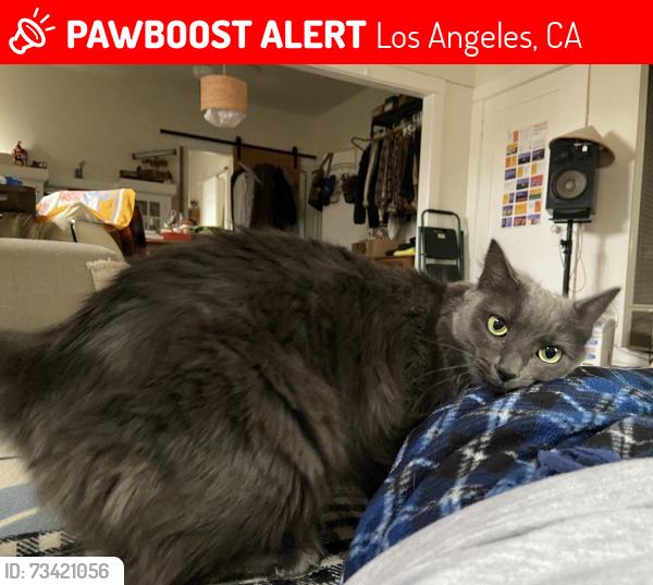 Lost Female Cat last seen South Ave 58 and Figueroa, Los Angeles, CA 90042