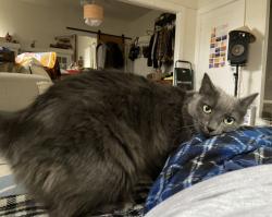 Lost Female Cat last seen South Ave 58 and Figueroa, Los Angeles, CA 90042