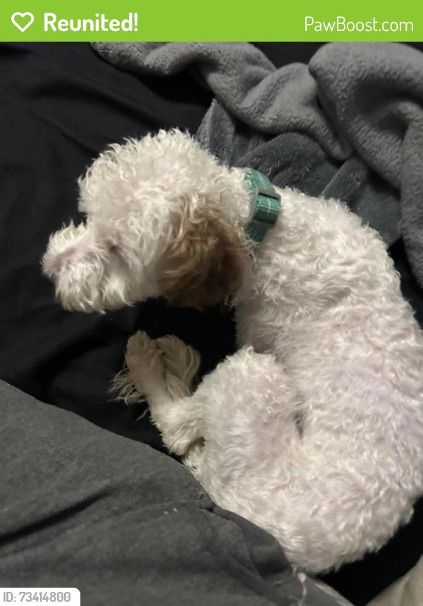 Reunited Male Dog last seen Near and Fairview, Reading, PA 19602