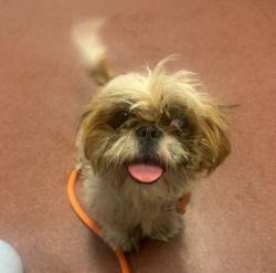 Shelter Stray Female Dog last seen Davis Street, SAN LEANDRO, CA, 94577, 8323 Baldwin St, Oakland, CA 94621, USA