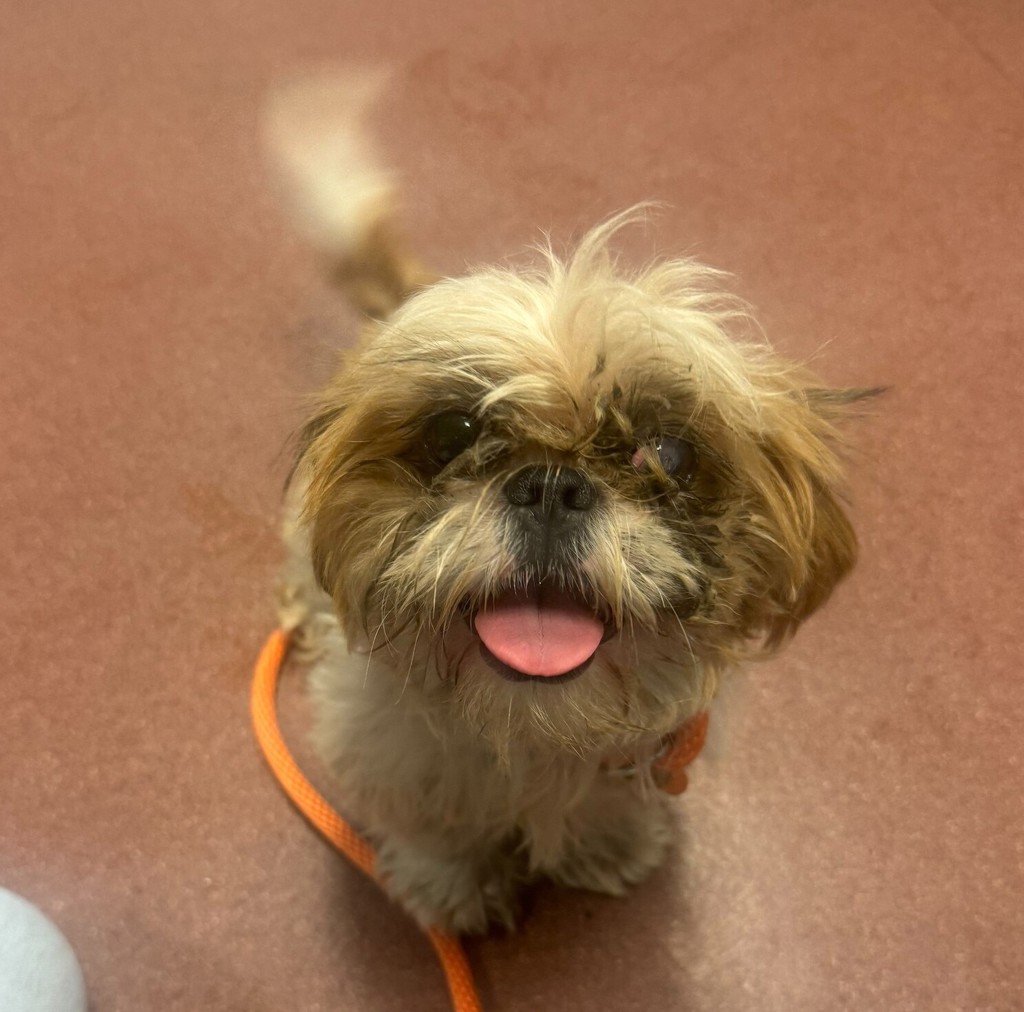 Shelter Stray Female Dog last seen Davis Street, SAN LEANDRO, CA, 94577, 8323 Baldwin St, Oakland, CA 94621, USA