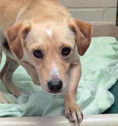 Shelter Stray Male Dog last seen Near College Grove Drive, San Diego, CA, 92105, 5500 Gaines St, San Diego, CA 92110, USA