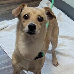 Shelter Stray Female Dog last seen Near College Grove Yard, San Diego, CA, 92105, 5500 Gaines St, San Diego, CA 92110, USA