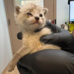 Shelter Stray Male Cat last seen Near S 29th Street, San Diego, CA, 92113, 5500 Gaines St, San Diego, CA 92110, USA