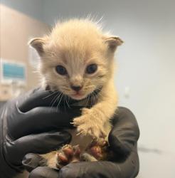 Shelter Stray Male Cat last seen Near S 29th Street, San Diego, CA, 92113, 5500 Gaines St, San Diego, CA 92110, USA